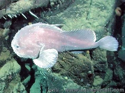 psychrolutes marcidus blobfish.